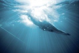 FLORIAN BISON | PHOTOGRAPHER & DIRECTOR