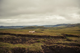 FLORIAN BISON | PHOTOGRAPHER & DIRECTOR